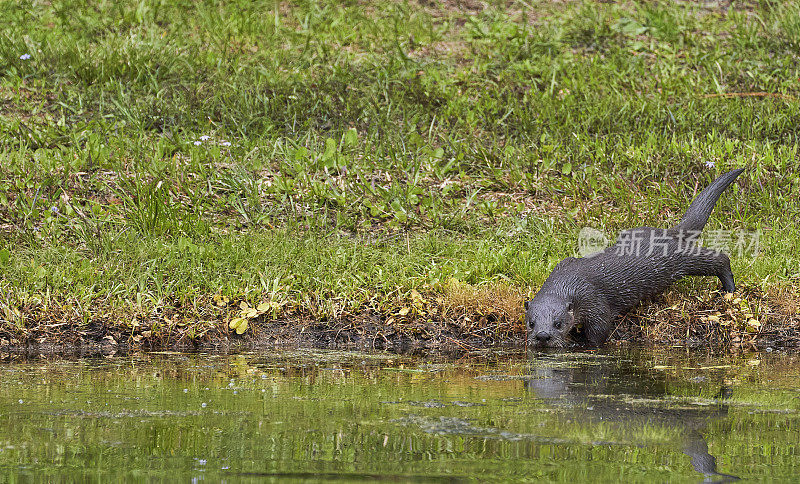 佛罗里达中部奥兰多湿地公园里的佛罗里达河水獭幼崽
