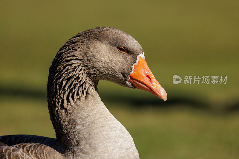 母鹅肖像