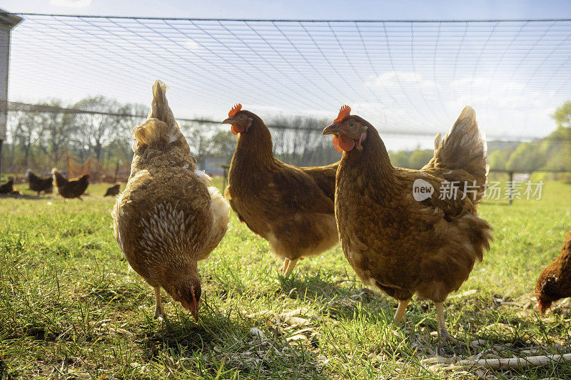 放养的鸡在阳光明媚的日子里在草地上啄食寻找食物