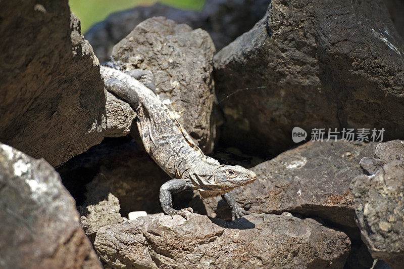 哥斯达黎加曼纽尔·安东尼奥，阳光下海岸岩石上的鬣蜥