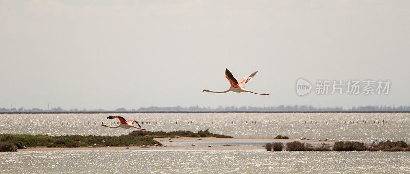 粉红色的火烈鸟飞过水面-波河河口-科马乔-意大利