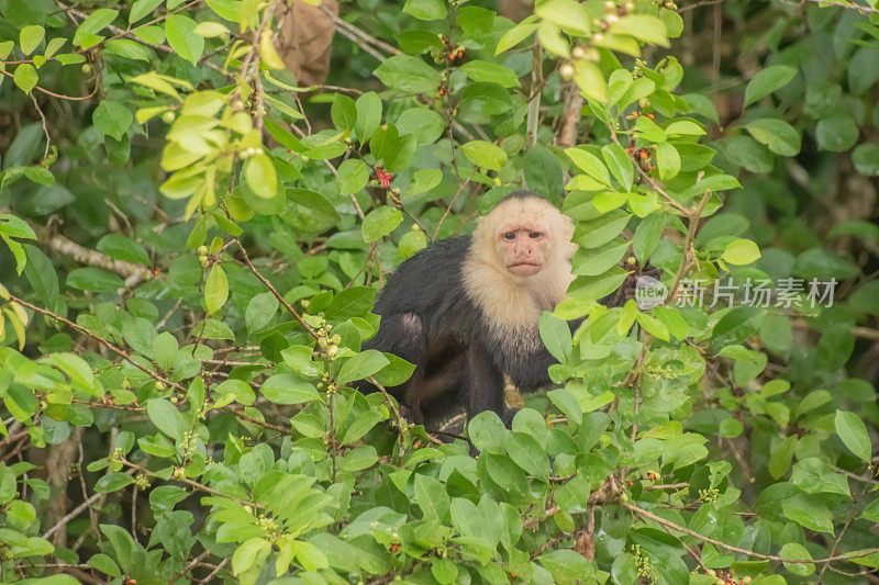 哥斯达黎加的白脸卷尾猴。