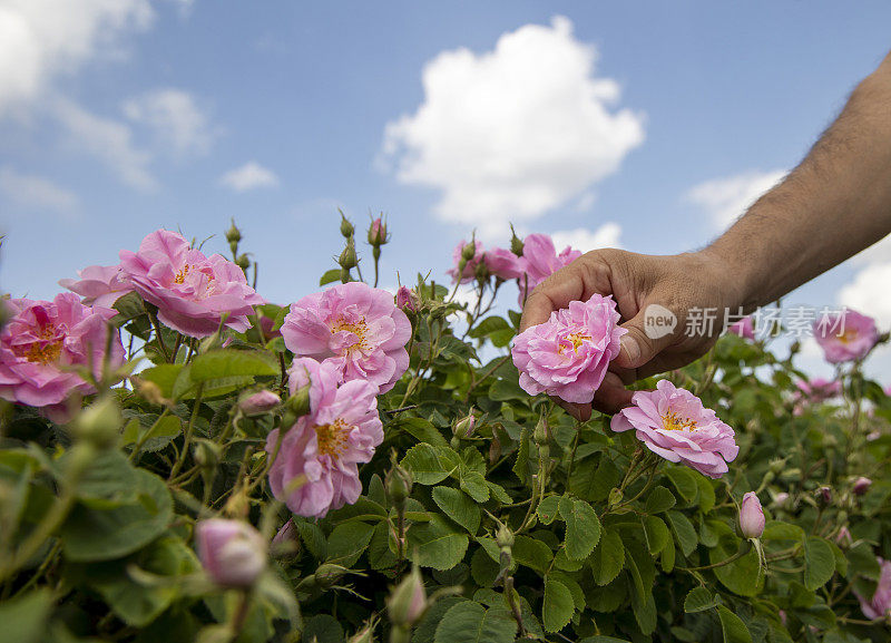 土耳其伊斯帕塔Guneykent山谷玫瑰田里采摘玫瑰的手的特写