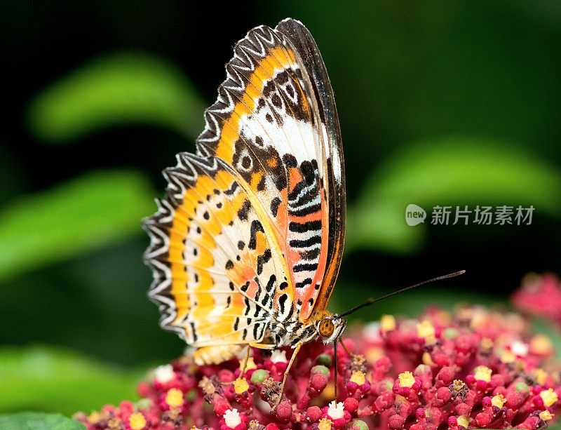 蝴蝶喝花汁——动物行为。