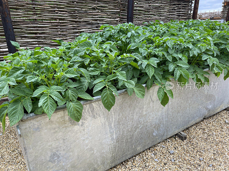 提高花园床的特写图像由锌金属槽种植马铃薯植物，柳树栏围栏面板，砾石路径，重点前景