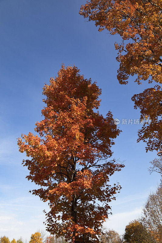 桔黄色的秋树映衬着蓝天。
