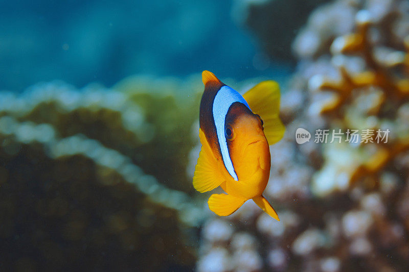 海洋生物-海葵鱼小丑鱼