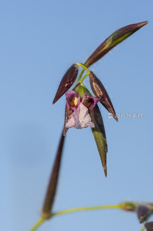 特写的塔利亚花与未开放的芽在同一茎和蓝天的背景