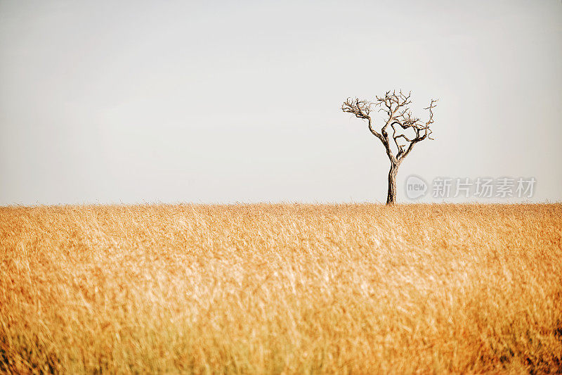 马赛马拉国家保护区的一棵光秃秃的树