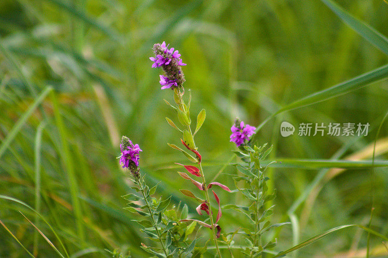 特写的紫色松茸花与野生绿色模糊的背景