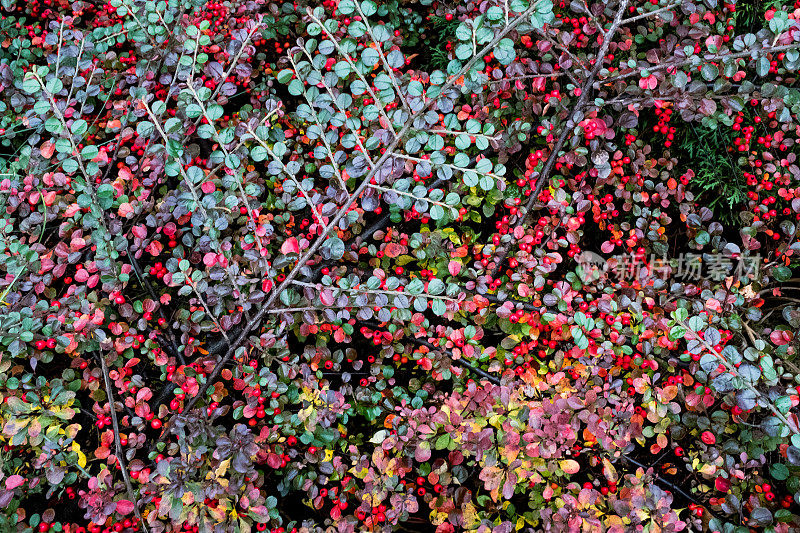 秋天的背景从熊莓cotoneaster灌木与红色浆果。多颜色的树叶coton复活节植物出版，海报，日历，张贴，屏幕保护程序，墙纸，横幅，封面，网站
