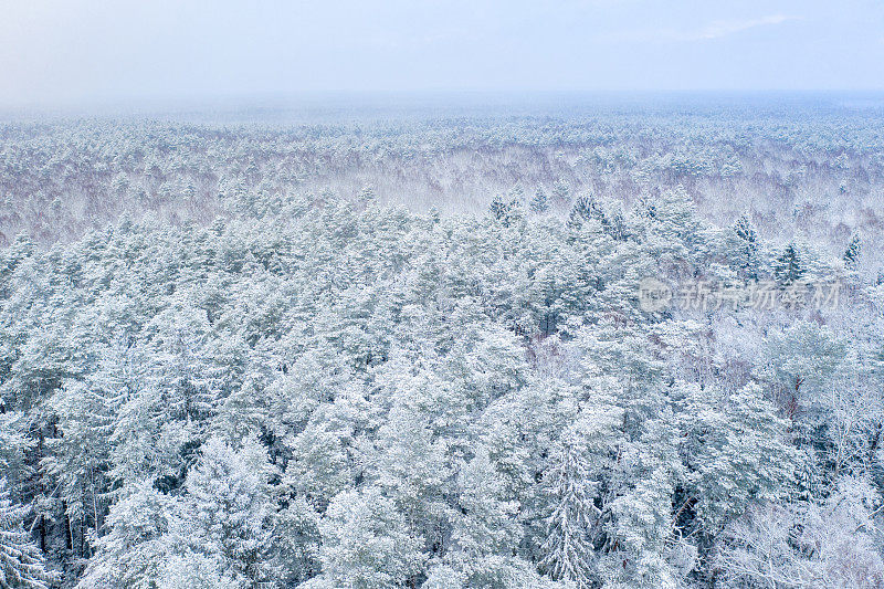 覆盖着雪的混交林鸟瞰图。