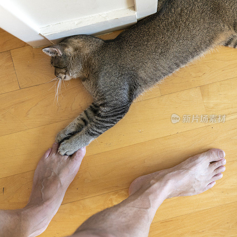 小猫躺在地板上，玩着一个男人的光脚，摸着一只脚。