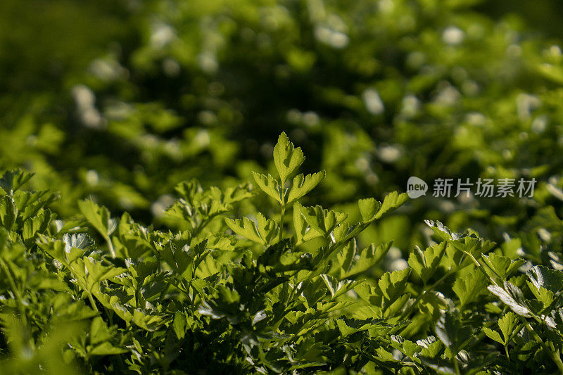 田间新鲜欧芹的细节图