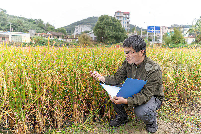 一位亚洲男农学家蹲在稻田里检查熟了的稻子