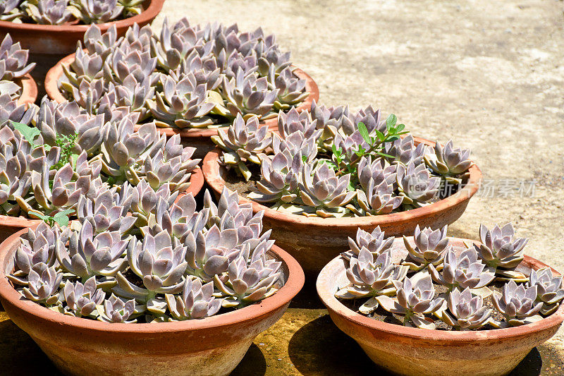 花园里花盆里的仙人掌