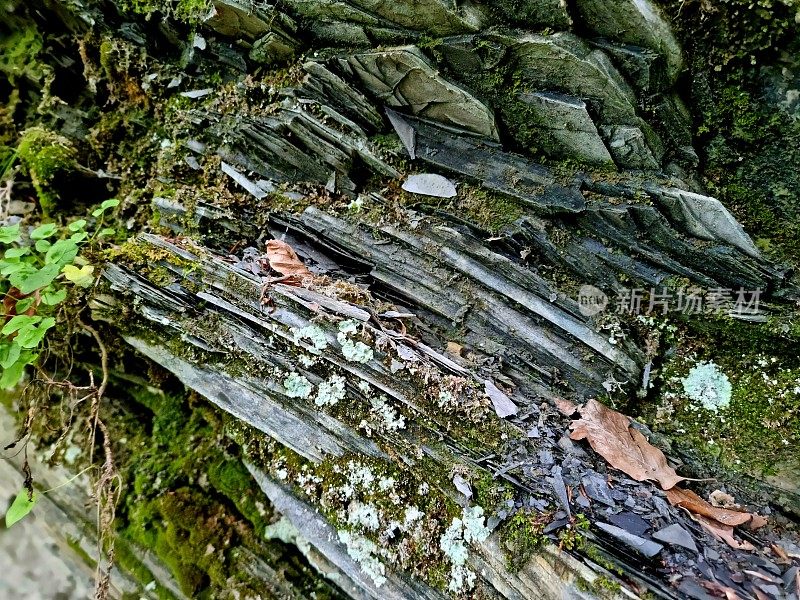 板岩-地质学