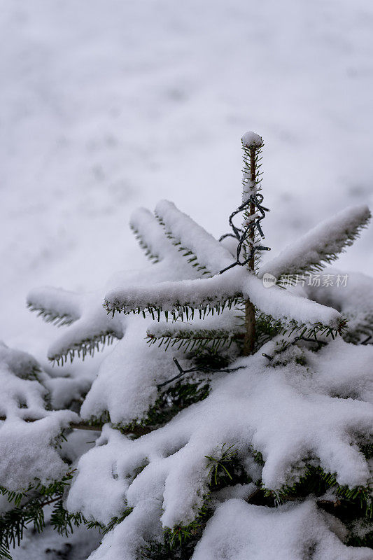 挪威云杉圣诞树上的雪