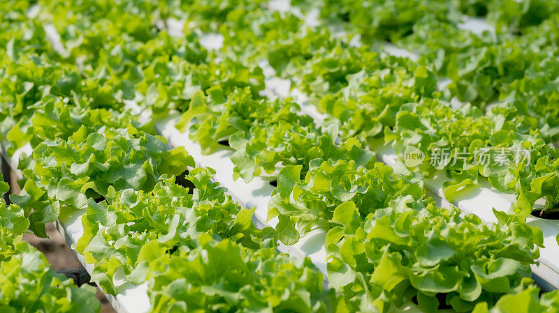 水培蔬菜农场里的绿橡树