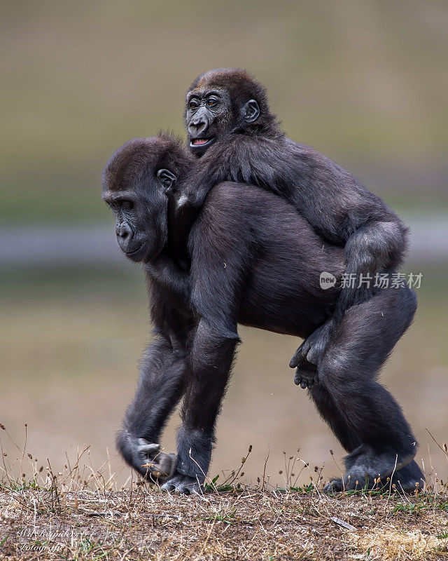 大猩猩宝宝在另一只可爱的大猩猩背上玩耍