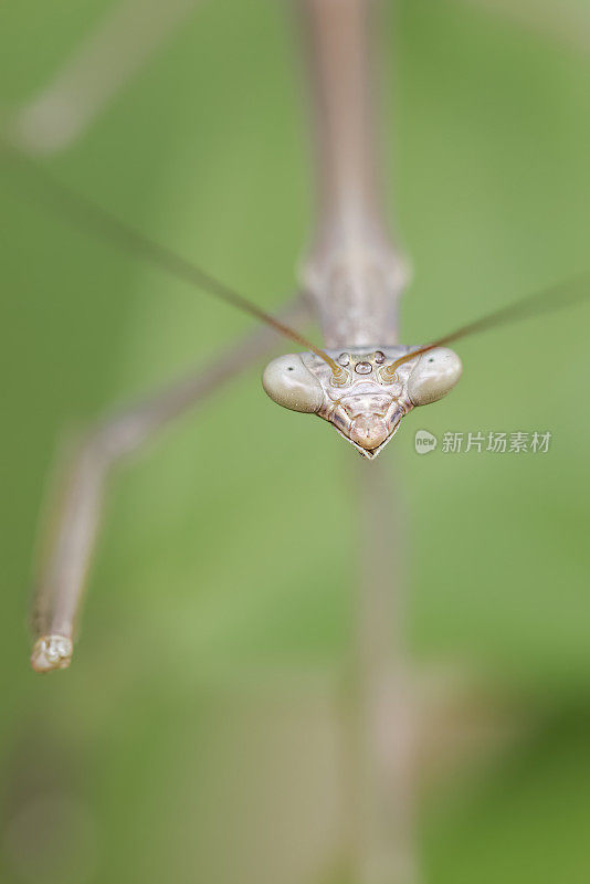 竹节虫(phasmatoia)