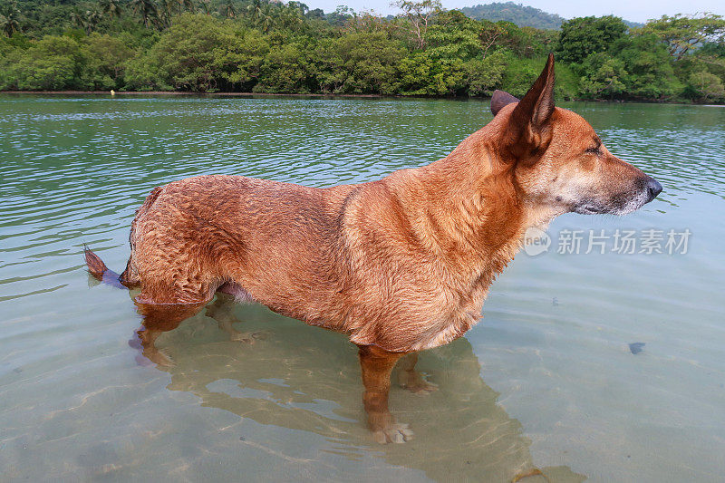 特写图像的印度野生流浪狗站胸深在浅滩，海水的边缘在退潮，杂种狗玩耍和乱搞在海浪，重点在前景