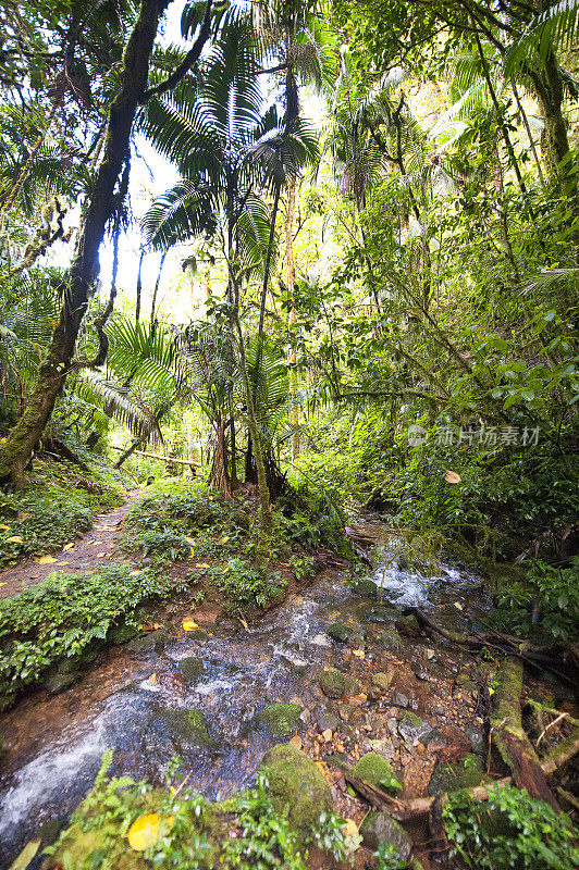 热带雨林河景，圣杰拉多德多塔，哥斯达黎加