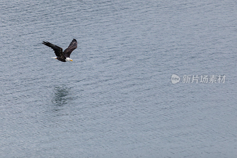 秃鹰飞过海洋