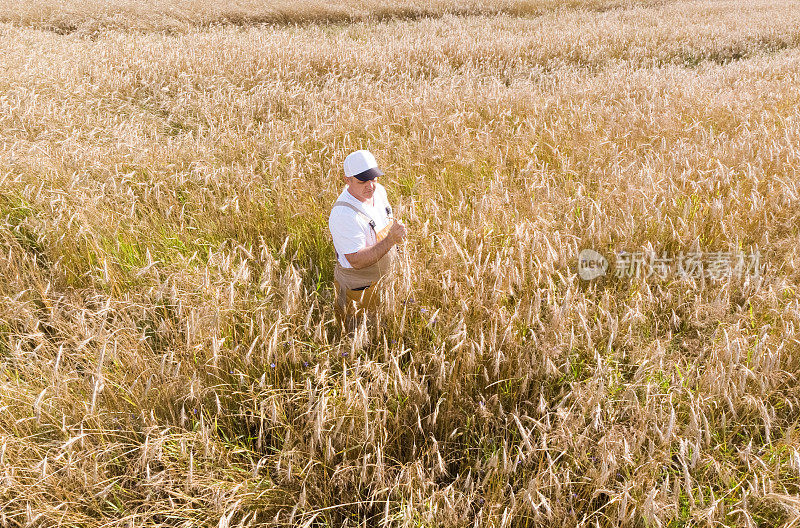 一位农民在检查一块种着小麦的田地，检查谷物的质量。
