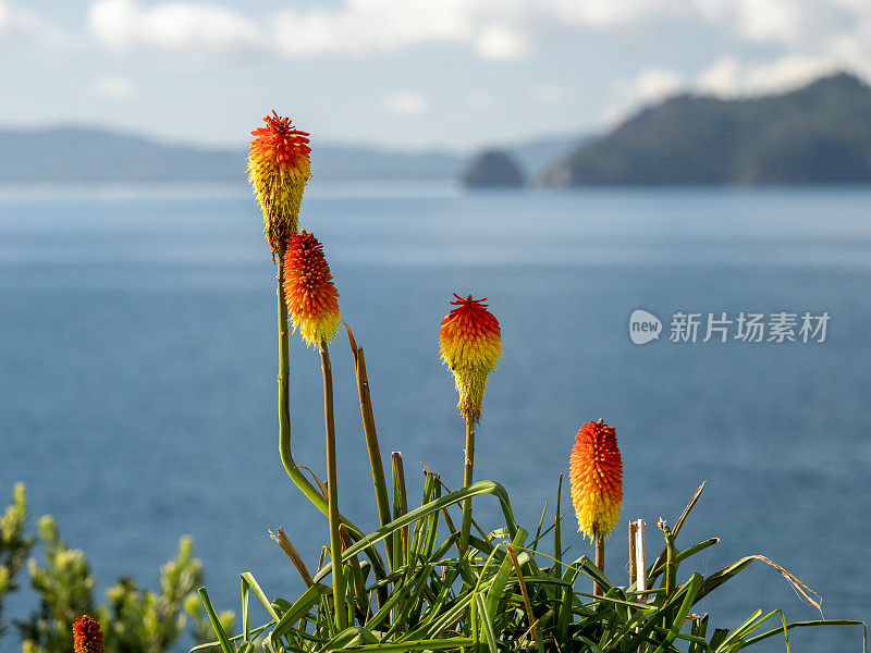 红色热扑克花植物-火热的颜色Kniphofia