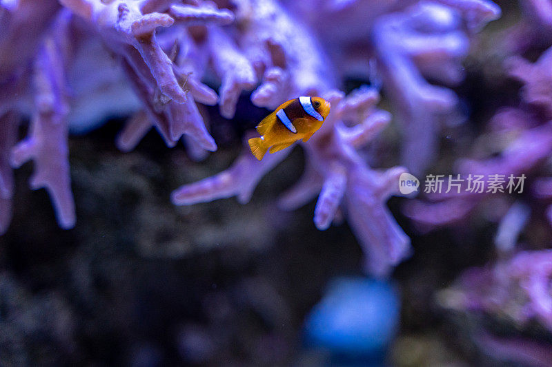 在水族馆的珊瑚林中的鳍状角兽