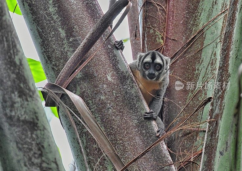 秘鲁夜猴在树上