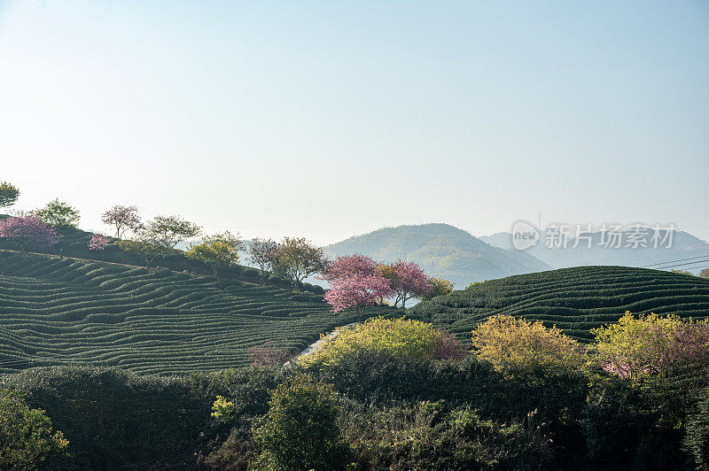 山谷里的茶园里种满了樱花