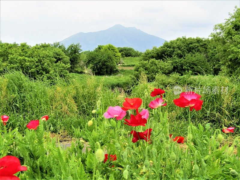 日本。五月筑波山下的罂粟田。