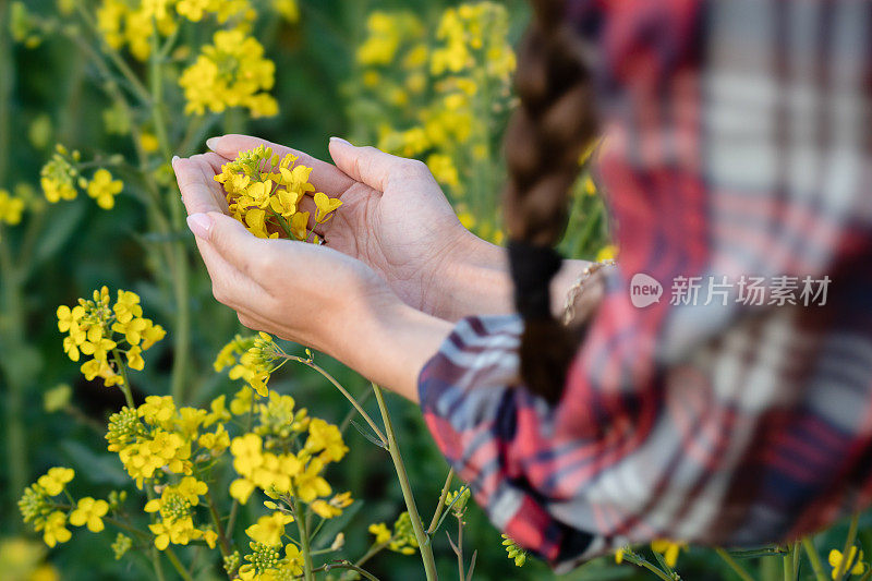 近距离的年轻女性农民的手拿着油菜作物