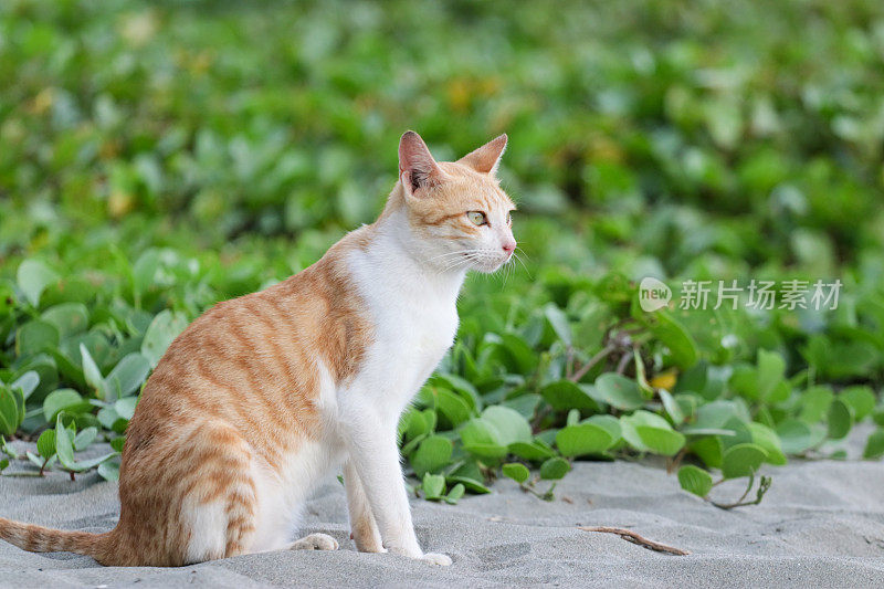 猫在亚齐海滩玩耍