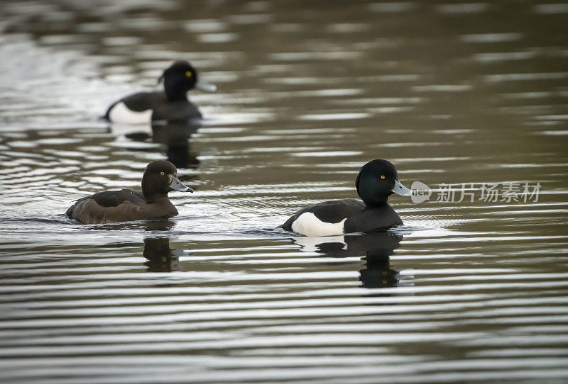 从雷德利掩体看戈斯福斯公园自然公园湖上的簇绒鸭子
