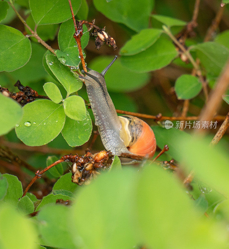 一只蜗牛在树叶间顺着茎往上爬。