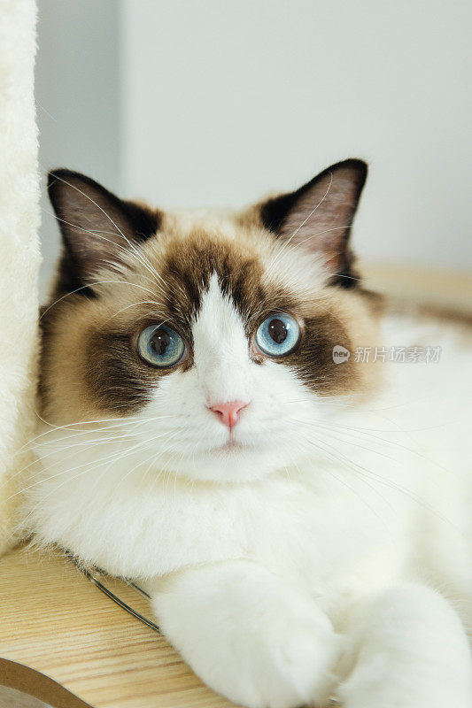 布偶猫的眼睛
