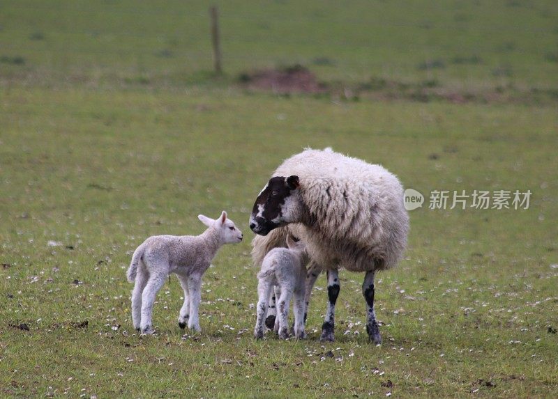 绵羊和羊羔