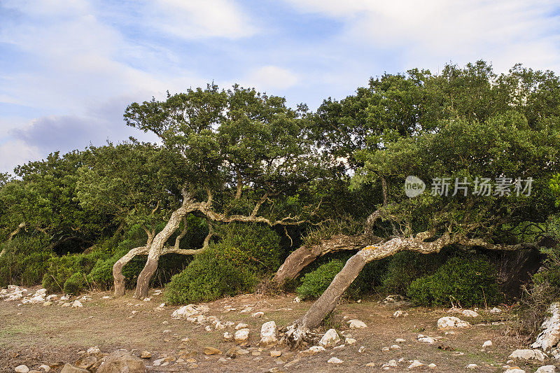 意大利撒丁岛加拉公园的橡树