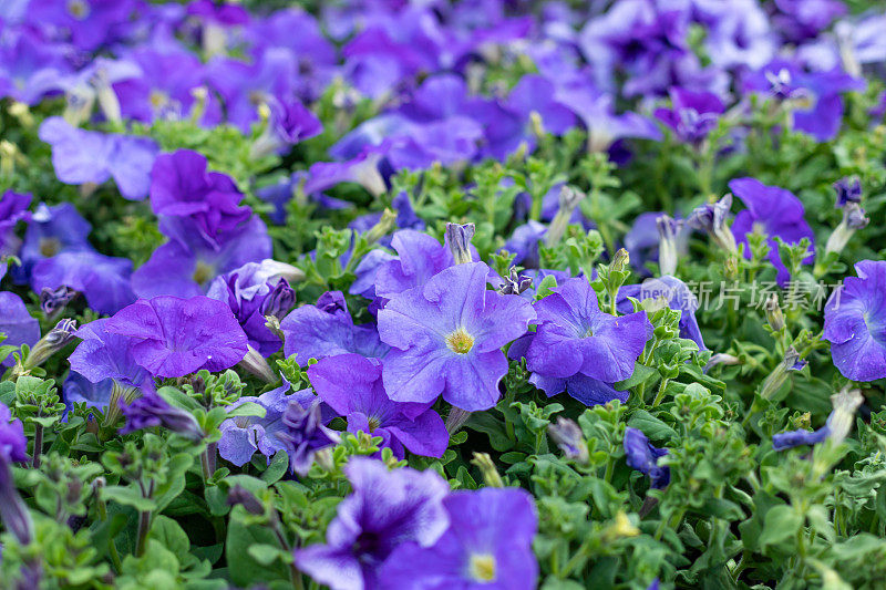 紫色，紫色的花，矮牵牛花。春天的花。季节性的园艺。紫色花。紫罗兰花(无耳矮牵牛花)。
