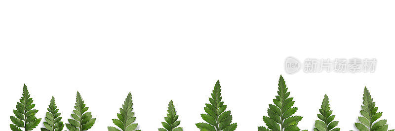 美丽的蕨类叶子-野蕨叶，白色背景上的棱叶蕨类叶子，有拷贝空间。横幅背景和设计的长网页横幅。