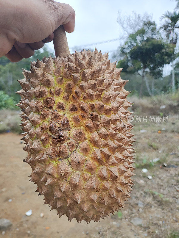 新鲜的榴莲