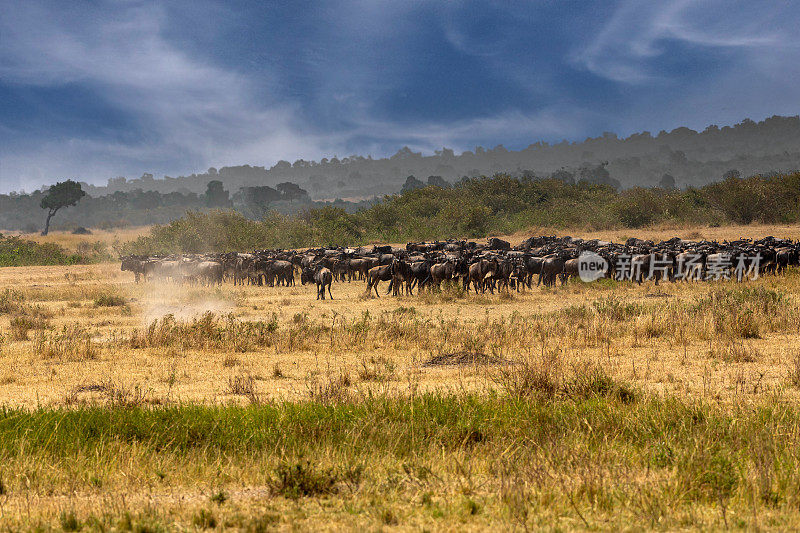 大迁徙中马赛马拉马拉河附近的角马羚羊