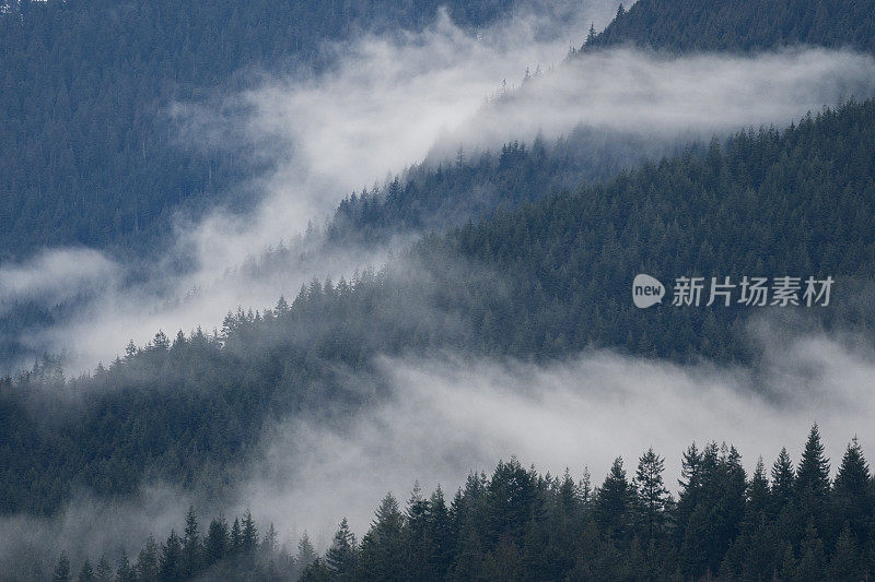 雾山雨林温哥华岛