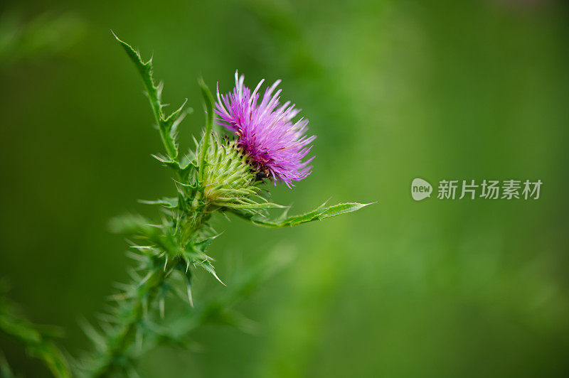 紫花花园背景