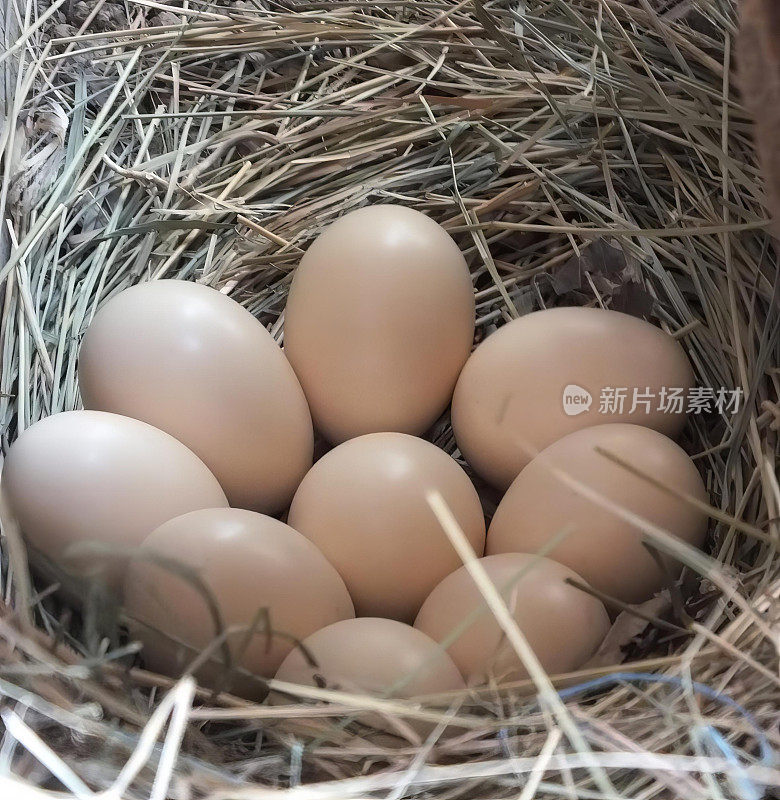 一张有蛋的鸟巢的照片，一个人拿着相机，一张桌子上有蛋的鸟巢的特写。