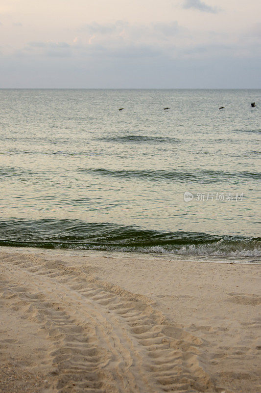 海滩上弯曲的绿海龟足迹，黎明时分，一群鹈鹕在海面上飞翔