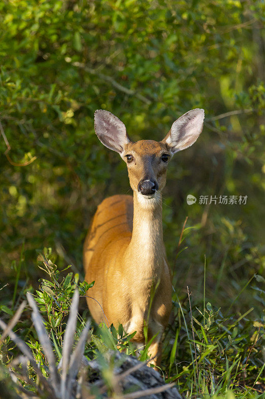 小牝鹿面对镜头，竖起耳朵，站在茂密的植被中，前景是棕榈叶